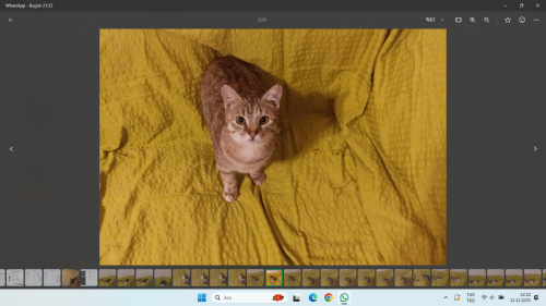 ucreetsız sahıplendırme fotoğraf