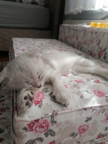 Bulut yuvasını arıyor fotoğraf