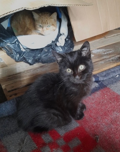 Puding’e ömürlük yuva fotoğraf