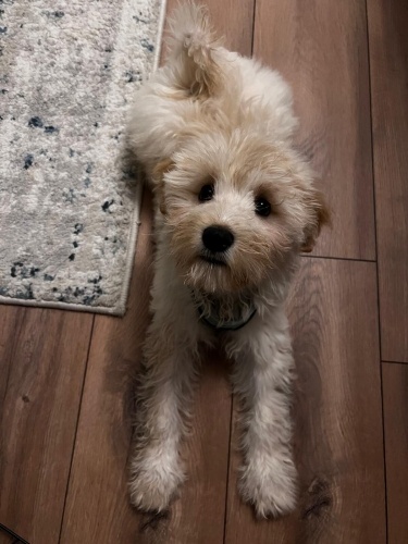 3.5 Aylık Maltipoo Yavrumuzu Ücretsiz Sahiplendireceğiz fotoğraf