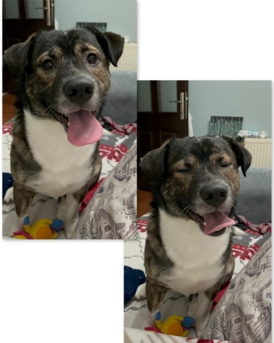 Wiski Kangal pençeli, kısa bacaklı bir melez fotoğraf