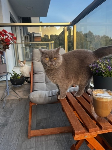 Gölge ömürlük yuvasını arıyor fotoğraf