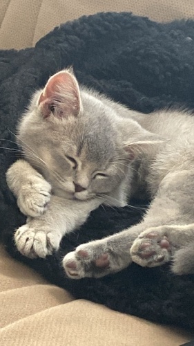 Yurtdışına giden arkadaşımın sevimli kedisi fotoğraf