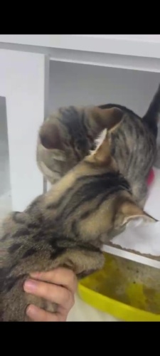 İncir ve Balım yolları klinikte kesişti ve kanka oldular♥️ fotoğraf