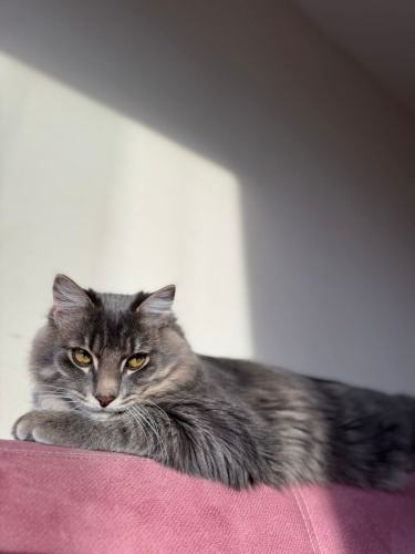 ARAP SEVGİDOLU ÖMÜRLÜK YUVA ARIYOR ACİL!!! fotoğraf