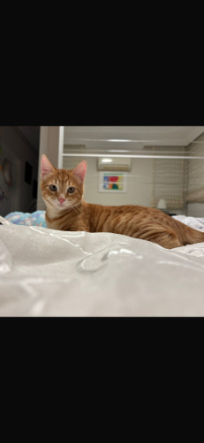 Sarman yavru kedi fotoğraf