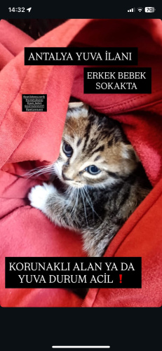 Yavru tekir kedi fotoğraf