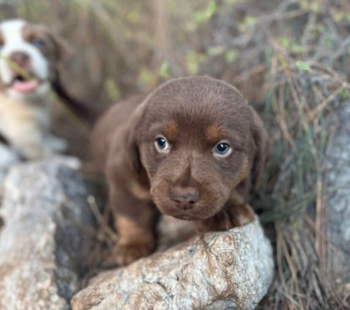 Yavru kopek cins fotoğraf
