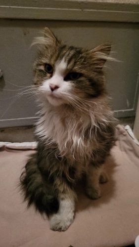 Uysal, biblo gibi kedi fotoğraf