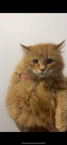 HAYATINIZIN GÜNEŞİ OLSUN MU? VETERİNERDEN ‼️ fotoğraf