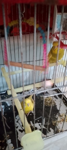 Dişi erkek muhabbet kuşu fotoğraf