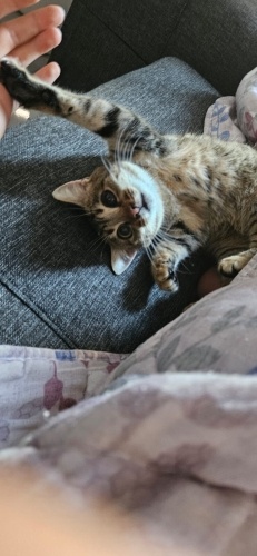 5 aylık sokak kedisi fotoğraf