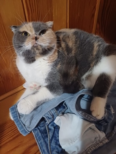 Sakin sessiz Scottish kızımıza çok acil yuva fotoğraf