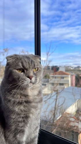 1 yaş erkek kısır aşılar tam fotoğraf