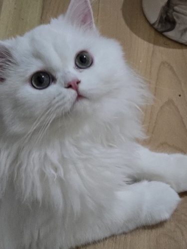 Yavru british longhair kedimi sahiplendirmek istiyorum fotoğraf