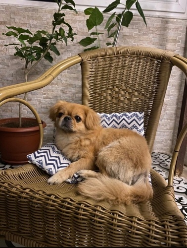 ÜCRETSİZ PEKİNEZ SAHİPLENDİRME fotoğraf