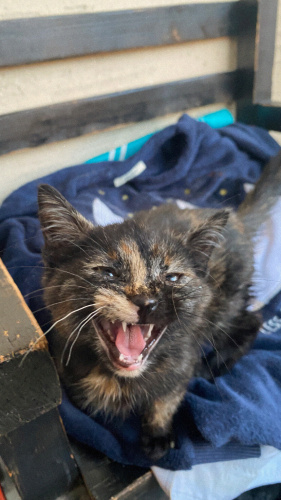 Annesiz miniğe acil yuvq fotoğraf