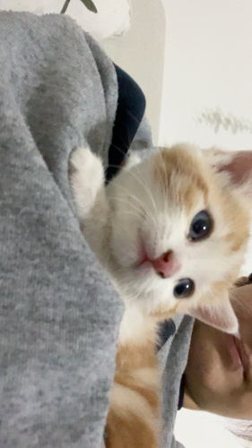 yavru kedi sokaktan fotoğraf