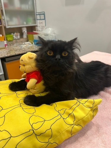 Sokağa terk edilen Eşref yuvasını arıyor! fotoğraf