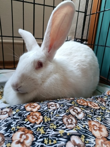 Deneyden kurtarılan Manuş yuvasını arıyor! fotoğraf