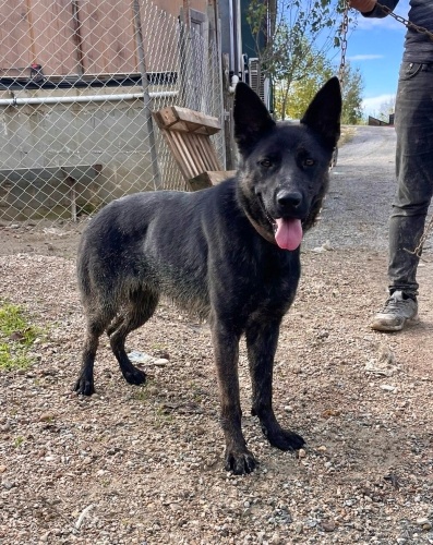 DAHA 1,5 YAŞINDA, ZİNCİRDEN KURTARDIK AMA YUVA BULAMADIK🐕🦺 fotoğraf