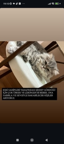 Longhair ırkı kedimize yuva arıyoruz fotoğraf