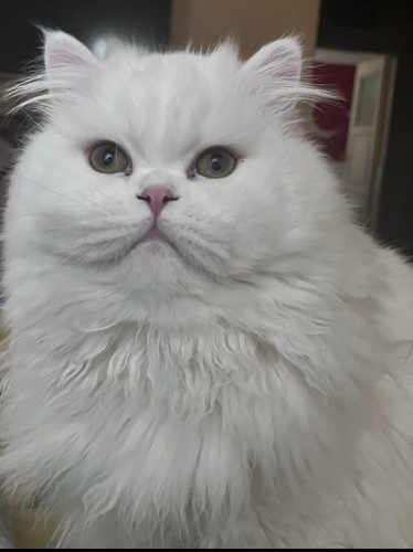 Beyaz longhair ırkı kedimize yuva arıyoruz fotoğraf
