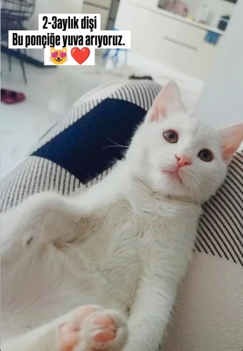 2 aylık yavru British kedimize yuva arıyoruz fotoğraf