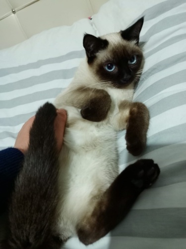 8 aylık siyam ırkı kedimize yuva arıyoruz fotoğraf