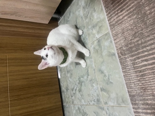 HALA ŞANSINI ARIYOR! fotoğraf