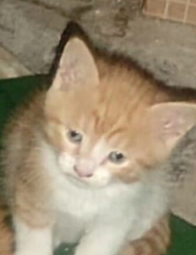 Ömürlük yuva arıyoruz fotoğraf