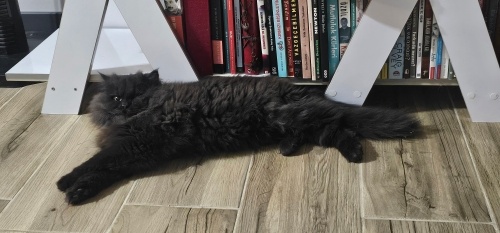 Papel 'e Yuva (Açıklamayı Okuyun Lütfen) fotoğraf