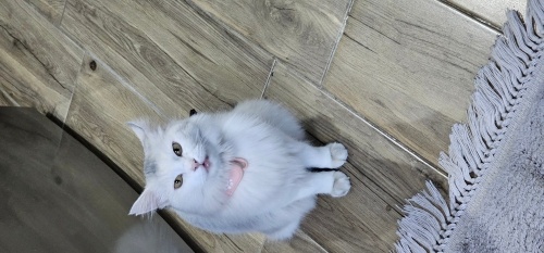 Gülo 'ya Yuva Arıyorum (Açıklamayı lütfen okuyun) fotoğraf