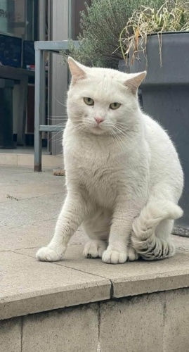 ACİİLL ‼️YAKIŞIKLI BRİTİSH ACİİLL ‼️ fotoğraf