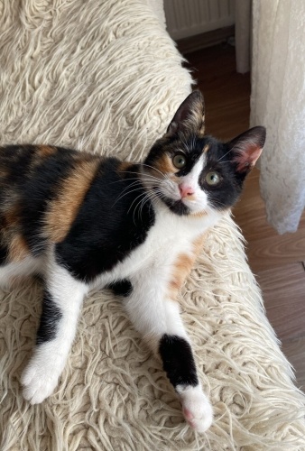 Acil yuva aranıyor fotoğraf