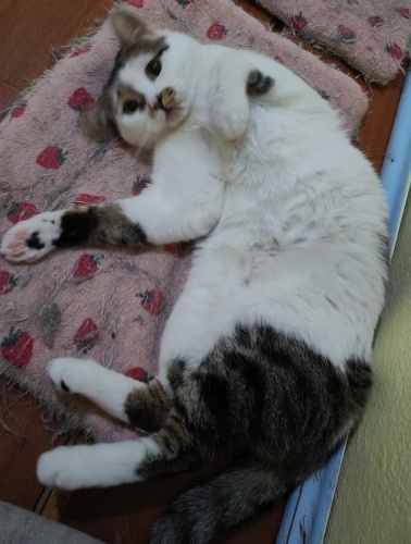 Kalıcı ömürlük yuva arıyoruz fotoğraf