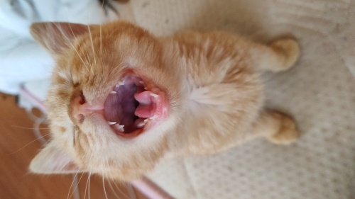 Kalıcı ömürlük yuva arıyoruz fotoğraf