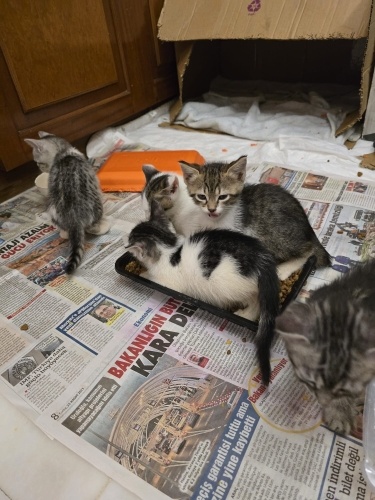 Annesi Ölen Yavrulara Acil Yuva Aranıyor fotoğraf