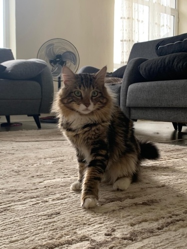 Aşkıma yuva ariyoruz fotoğraf