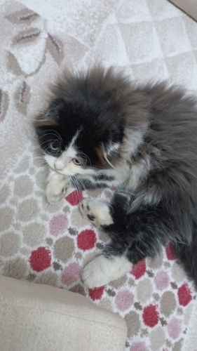 İran kedisi olabilir fotoğraf