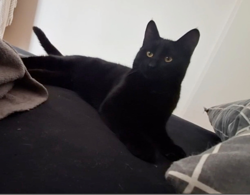 tatlı fubbs için yuva fotoğraf