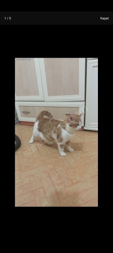 Sevgi dolu biraz şapşal bir kedi sahiplenmek ister misiniz? fotoğraf