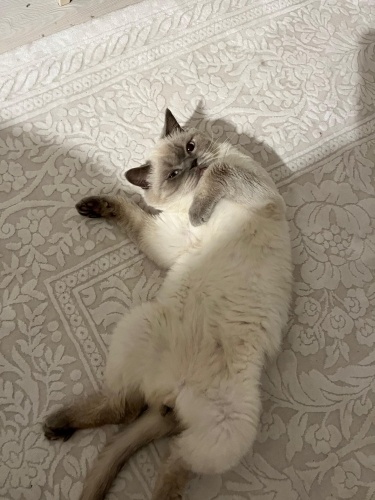 BARINAKTAN KURTARILDI LÜTFEN İLAN AÇIKLAMASINI OKUDUKTAN SONRA İLETİŞİME GEÇİN fotoğraf