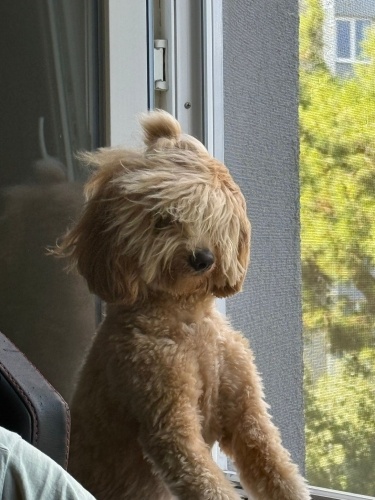 1.5 yaşında ücretsiz sahiplendirilecektir fotoğraf