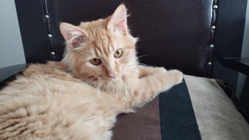 Pamuk ailesini arıyor 🥰 fotoğraf