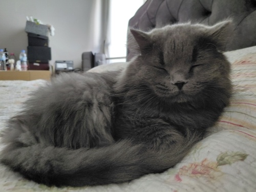 Gerçek bir beyefendi fotoğraf