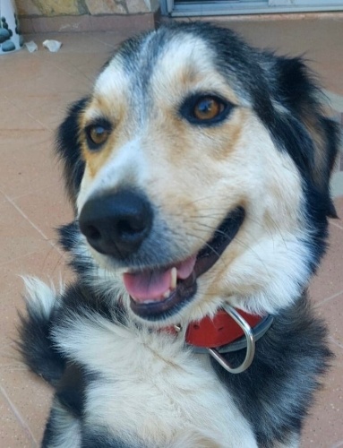 Sosyal uyumlu oğlumuz insanını arıyor fotoğraf