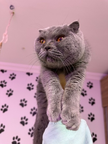 BRİTİSH SORTHAİR ‼️KISIRLAŞTIRMASI VE ÇİPİ BİZE AIT ‼️ fotoğraf