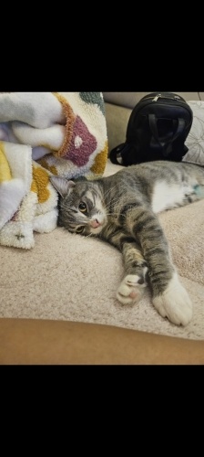 İZMİR SAHİBİ VEFAAT ETTİ! ÖMÜRLÜK YUVASINI ARIYORUZ fotoğraf