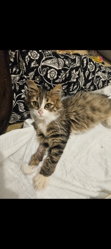 İZMİR BİR PATİMİZ YOK. HENÜZ 3 AYLIK. ÖMÜRLÜK YUVASINI ARIYORUZ fotoğraf